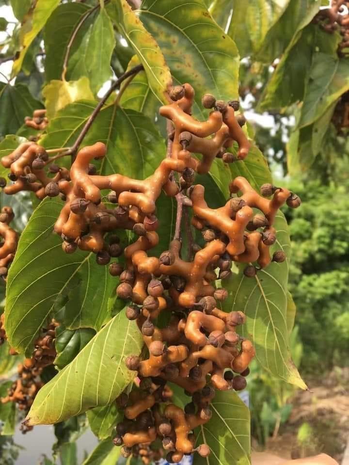 ���� ���� ������ �� ���� ������